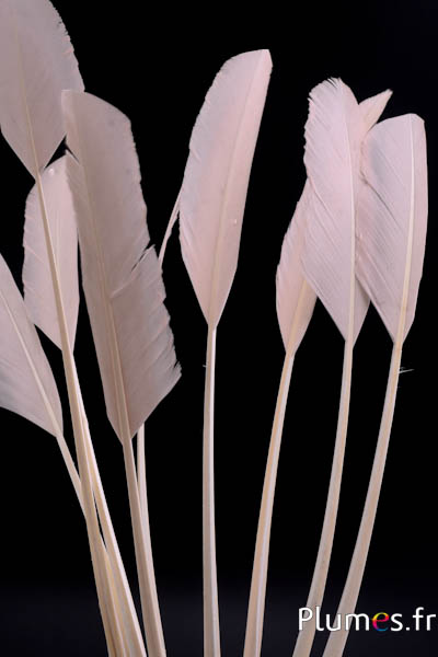 Panicule Cygne  - 30-35 cm - beige rosé